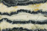 Mammoth Molar Slice With Case - South Carolina #349975-2